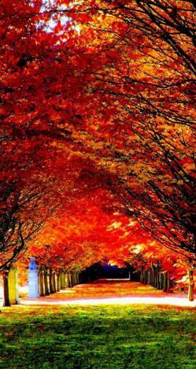 Autumn iPhone 5s Wallpaper iPad