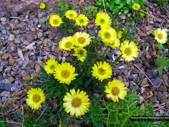 Yellow Flowers In Gravel Wallpaper Resolution