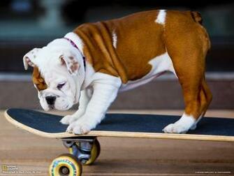 Bulldog Puppy
