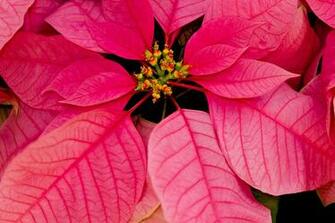 Christmas Computer Wallpaper Poinsettia