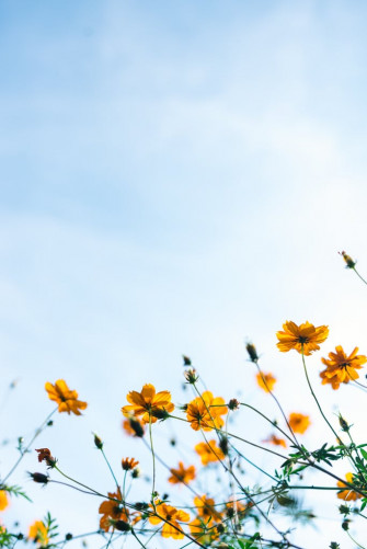 Best Ios Summer Wallpaper For Your Home Screen Aesthetic