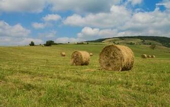 Green Hills Trees Hay Bales Wallpaper And Stock Photos