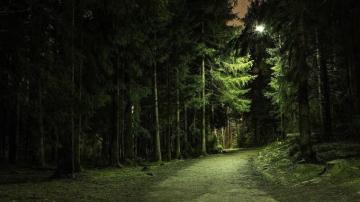 Green Leafed Tree Wallpaper Landscape Photography Of Leaf