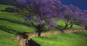 Jacaranda Woman Walking Down Road Past Trees