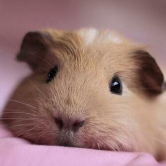 Wallpaper Guinea Pig Animal iPad Mini