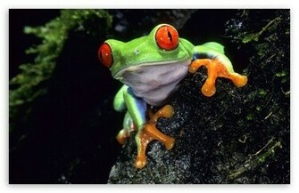 Red Eyed Tree Frog Wallpaper