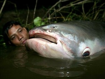 Megafishes Photos Megafish Wallpaper National