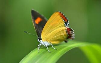 Beautiful Wallpaper For Desktop HD Butterfly