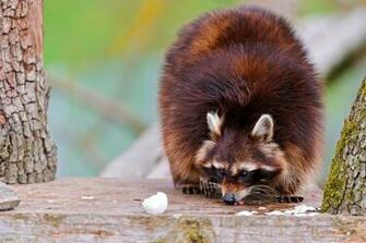 Raccoon Computer Wallpaper Desktop Background Id