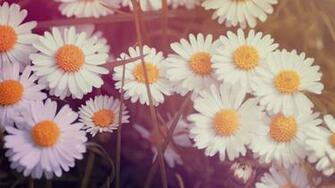 Vintage Flowers Wallpaper