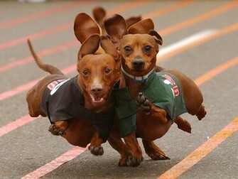 Dachshund Running Wallpaper