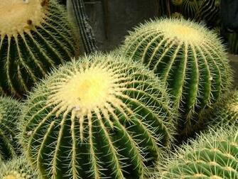 Desert Cactus HD Wallpaper