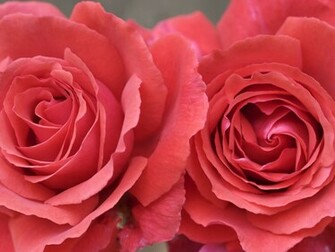 Top Desktop Roses Wallpaper HD Rose Zoom Pink Jpg