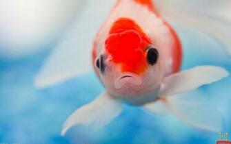 Animals Wallpaper Of Cute Fishes