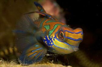 Mandarin Fish Wallpaper Pictures HD Animal