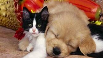 Cute Cat And Dog Wallpaper