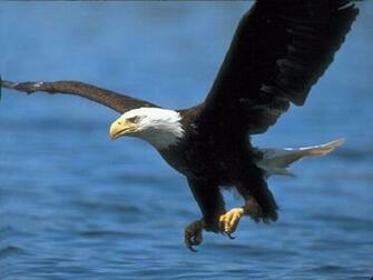 My Wallpaper American Eagle