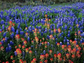 Bluebonnet Wallpaper Border