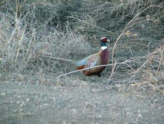 Pheasant Hunting Wallpaper