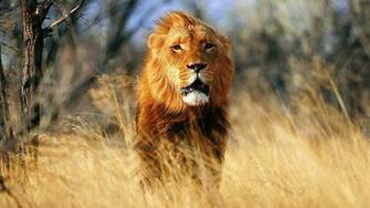 Wallpaper Lion Wind Prairie 4k Ultra HD Background