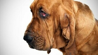Bloodhound Dog Breed Selector Animal Planet
