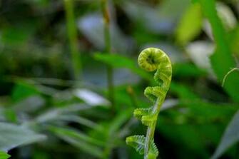Green Parasite Weeds Photo On