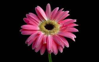 Most Beautiful Pink Flower Wallpaper Hq