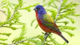 Bird Sitting On Branch HD Animal Wallpaper Full