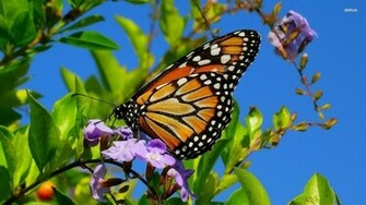 Butterflies Monarch Wallpaper