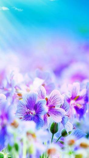 Apple iPhone Wallpaper Purple Flowers Jpg