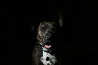 Pitbull Pictures HD Image Stock Photos