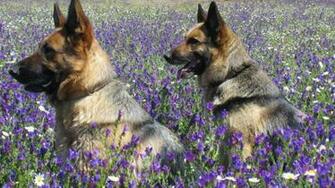 German Shepherd Dog HD Wallpaper Desktop