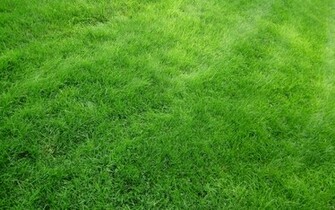 Bright Green Grass Wallpaper Stock Photos