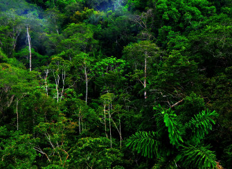 Jungle Forest HD Wallpaper Photos