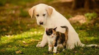 Cute Dog And Cat Wallpaper Net