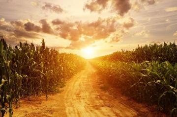 Corn Field Background Oregon Family Farm Norpac