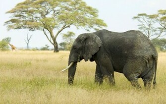 Incredible Elephant Wallpaper Which Is Under The