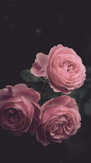 Pink Aesthetic iPhone Wallpaper