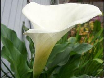 Desktop Wallpaper Flowers Gardens Background Calla Lily