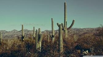 Saguaro National Park East Arizona 4k HD Desktop Wallpaper For