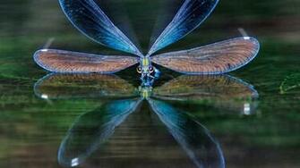 Animals Wild Insects Others Dragonfly Blue Wallpaper