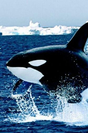 Whale Wallpaper