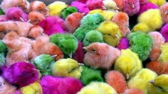 Bird Animal Beautiful Wild Wings Exotic Birds Wallpaper