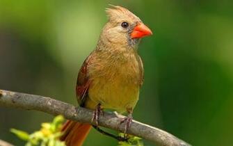 Beautiful Bird Pictures