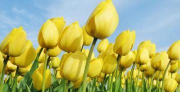 Wallpaper Yellow Flowers Beautiful Bloom Tulips Farm Desktop