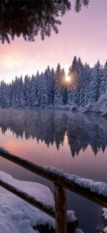 Winter Snow Trees Nature Outdoors