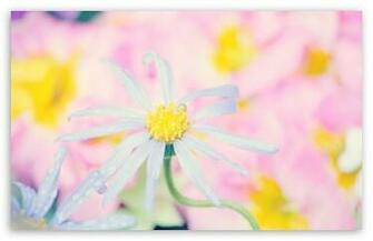 Cute Flowers HD Wallpaper For Standard Fullscreen Uxga Xga