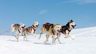 Dog Sledding Wallpaper High Quality