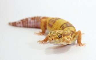 Rainwater Albino Leopard Gecko Wallpaper