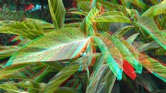 3d Anaglyph Foto Frunze HD Wallpaper